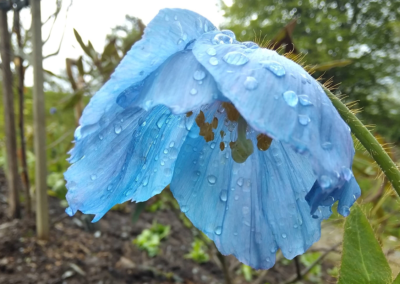 Himalayan Poppies