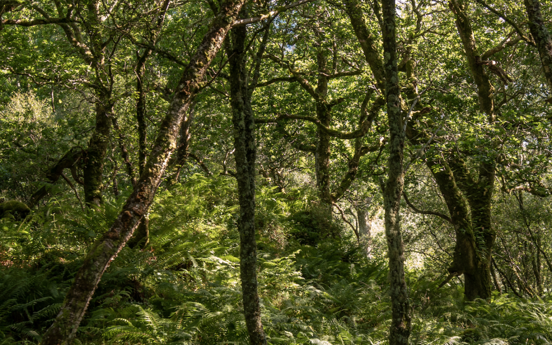 Kew Diploma Student Work Experience