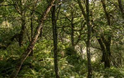 Kew Diploma Student Work Experience