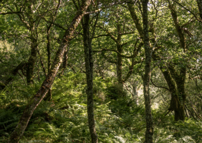 Birch & Oak woodland