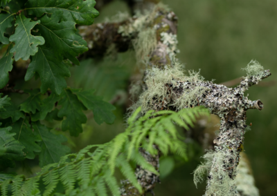 Lichen Oak Woodland