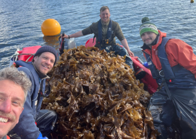 Harvested Saccharina