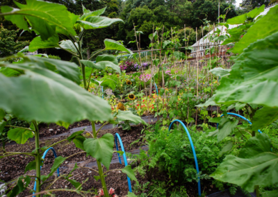 Walled Garden