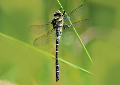 Golden ringed dragonfly