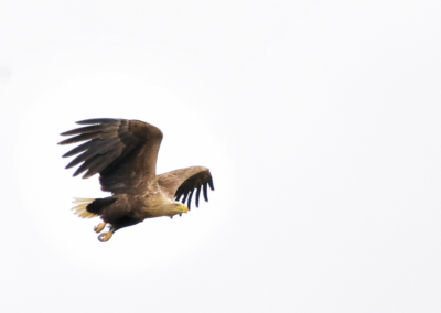 White tailed eagle