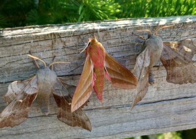 Popular hawk & Elephant hawk moth