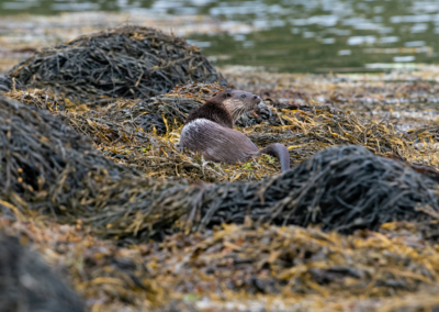 Otter on Kilchoan shore