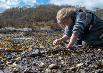 Follow-up oyster monitoring