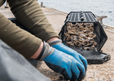 Native oyster grading