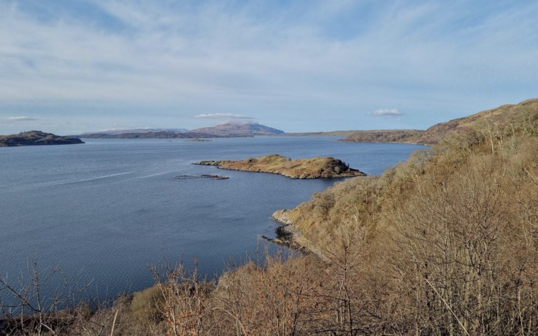 Exploring Avian Soundscapes in Ancient and Restored Woodlands