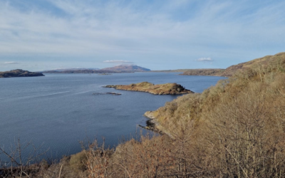 Exploring Avian Soundscapes in Ancient and Restored Woodlands