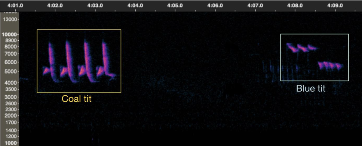 An annotated spectrogram 