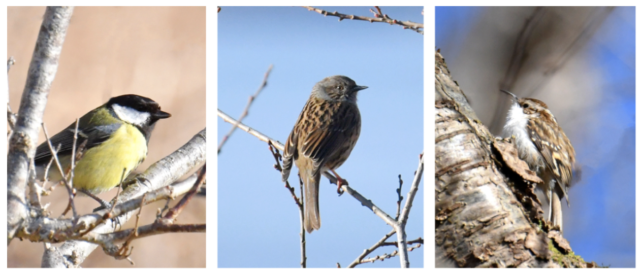 Some of the bird species