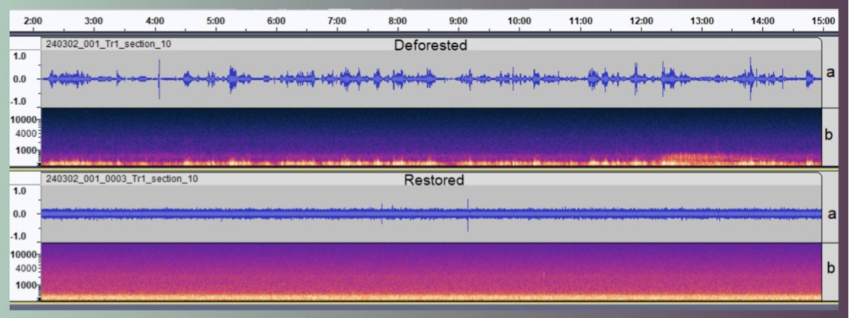 Waveforms and Spectrograms