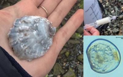 Investigating Larval Release Triggers in the Native Oyster: University of Glasgow Masters Research