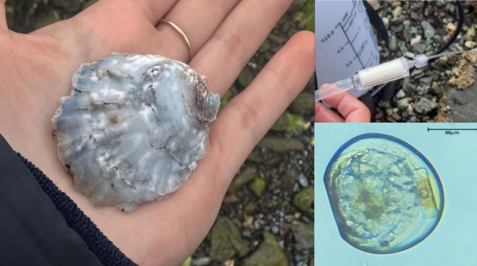 Investigating Larval Release Triggers in the Native Oyster: University of Glasgow Masters Research