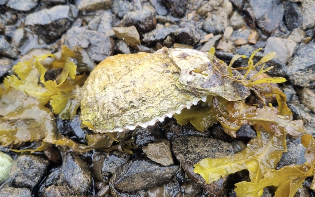 Modelling the distribution of a key ecosystem engineer in Loch Melfort, Argyll