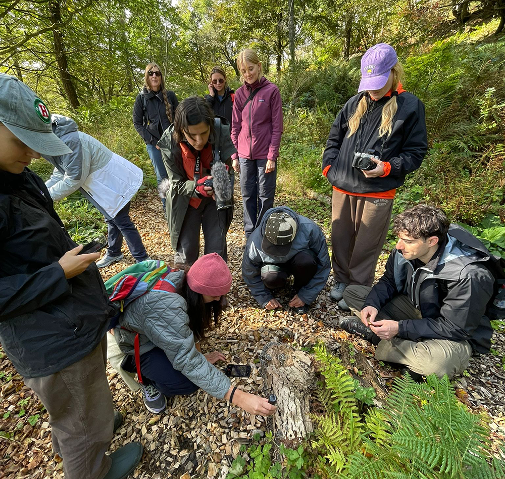Birch & Oak woodland